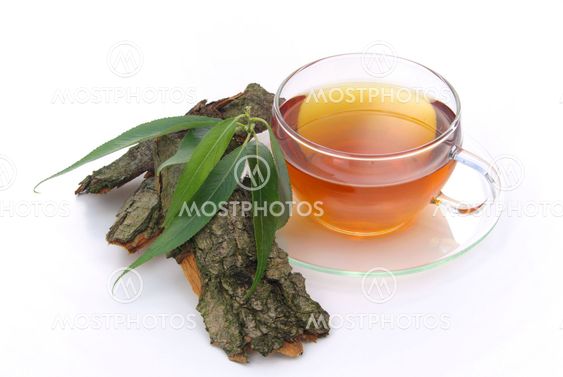 Tee Weidenrinde - tea willow 03