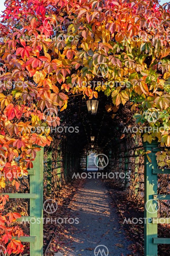 Tunnel of leaves.