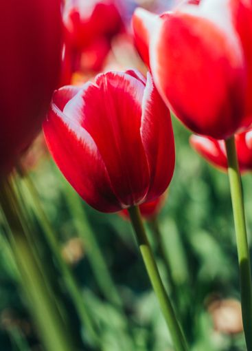 Red tulips with beautiful bouquet background.