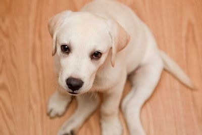 Labrador puppy