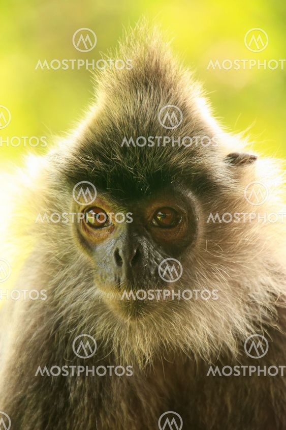 Silvered leaf monkey, Sepilok, Borneo, Malaysia