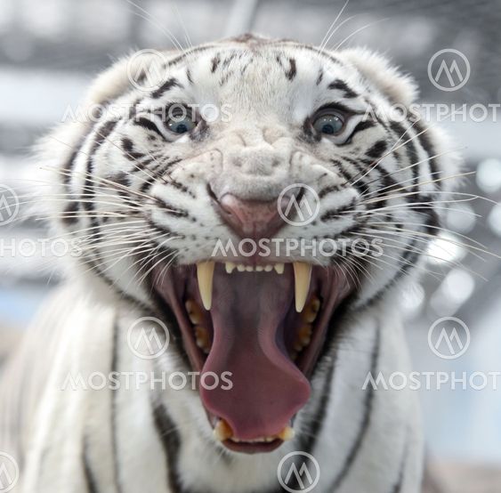 white bengal tiger face