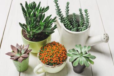Diverse collection of small potted plants arranged on a...