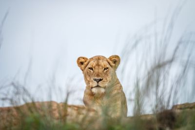 Young male Lion laying on the rocks.
