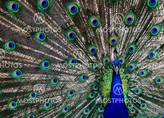Peacock
