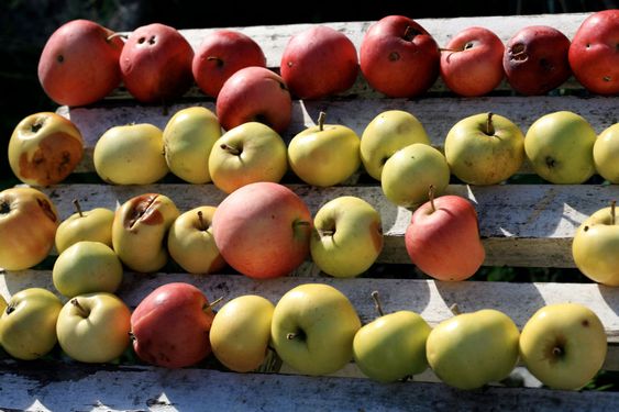 Apples