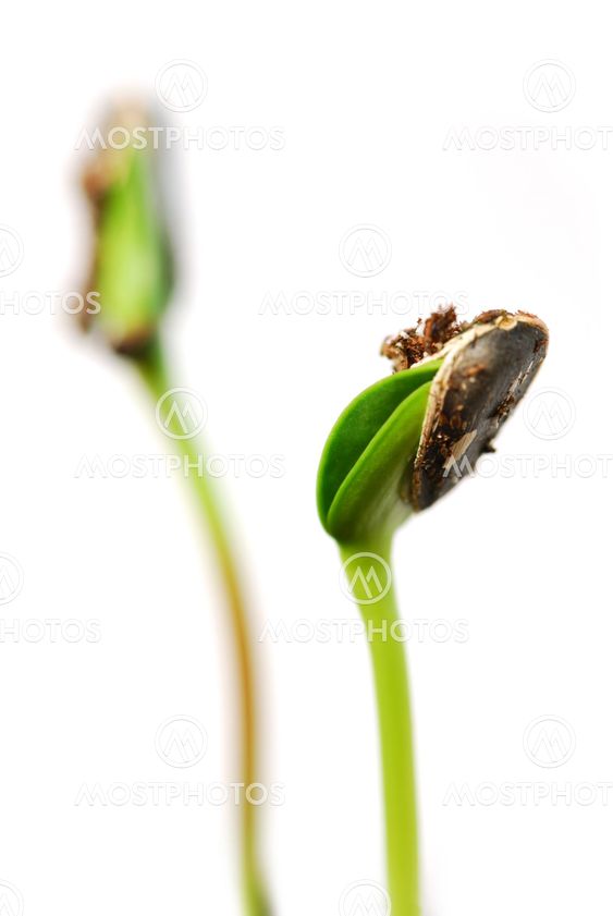 Sprouts