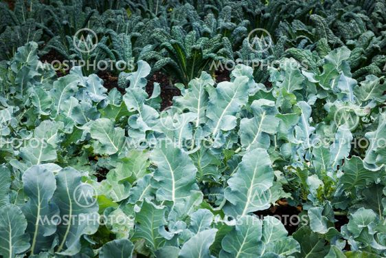 Vegetable garden - kale plants