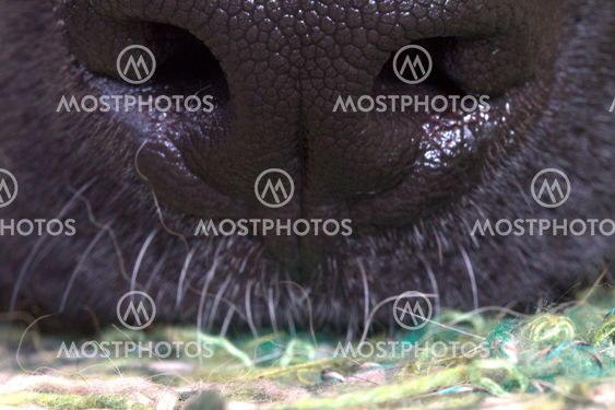 Dogs Nose