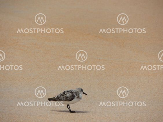 Sanderling on the Beach