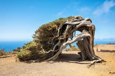 Juniper tree bent by wind. Famous landmark in El Hierro,...