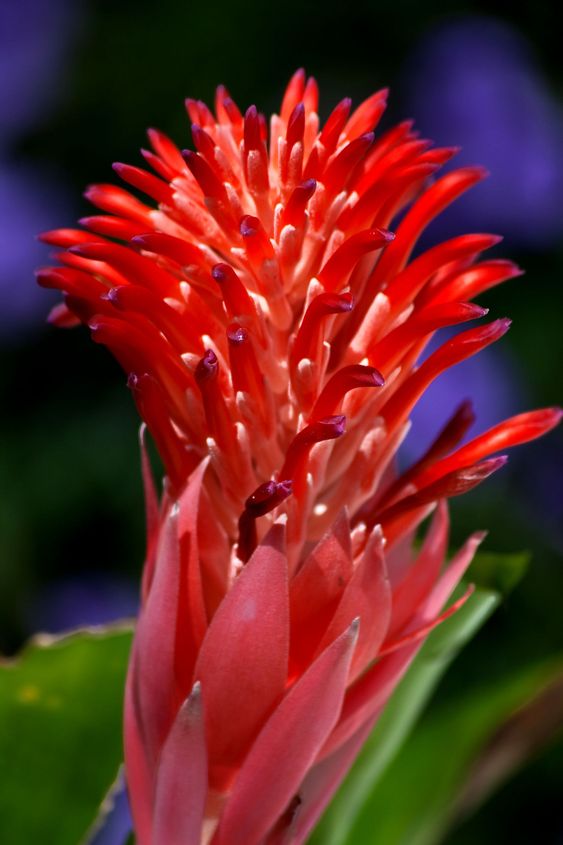 BROMELAID-5