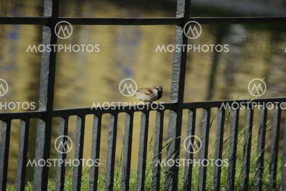 Bird Resting