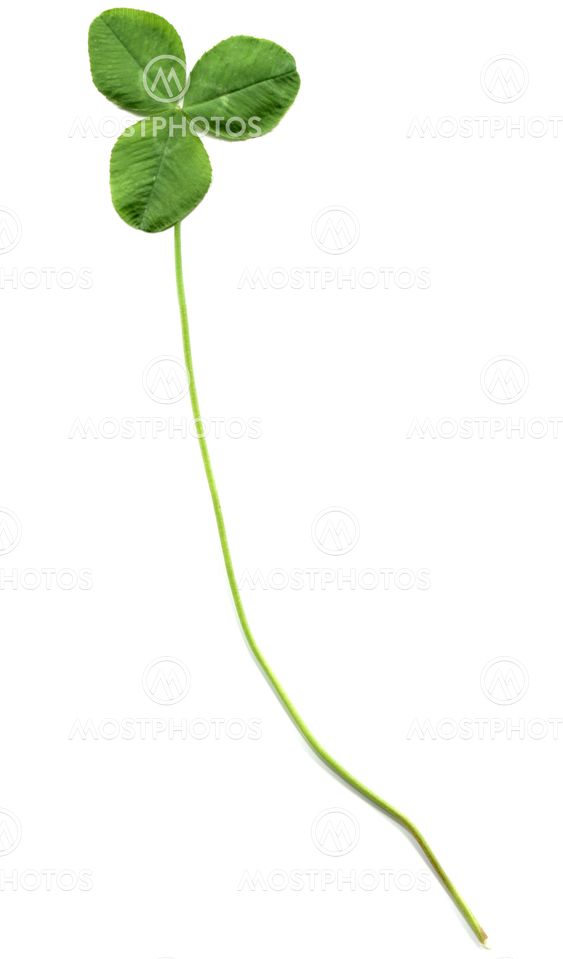 Shamrock