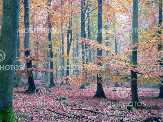 Light & autumn, beech forest