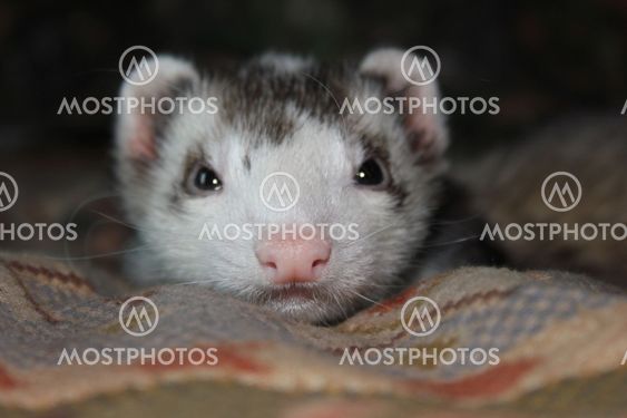 Ferret