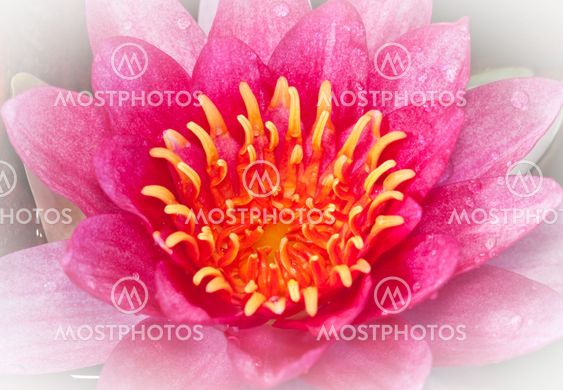 Close up pink lotus flower blooming