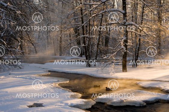 Two ducks warms itself in the first light