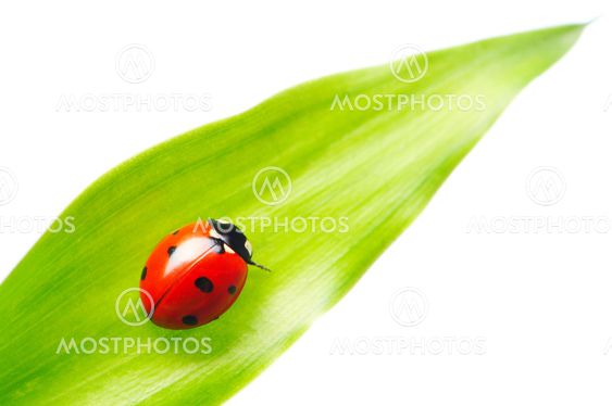 LADYBUG