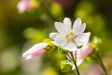 Flowers, closeup and garden with ecology for summer,...