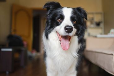Funny portrait cute puppy dog border collie indoor. Pet...