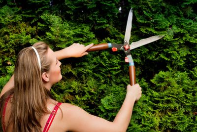 Woman in garden trimming hedge