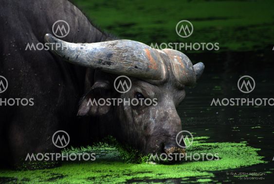 Water Buffallo