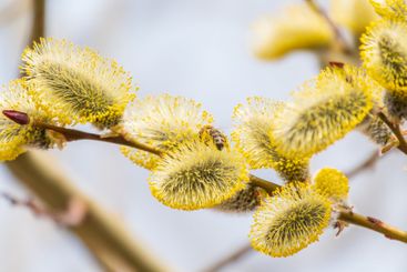 Nature awakes in spring. Blooming willow twigs and furry...