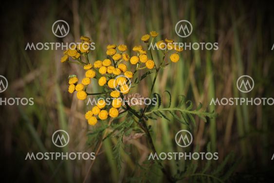 Tansy Blossoms
