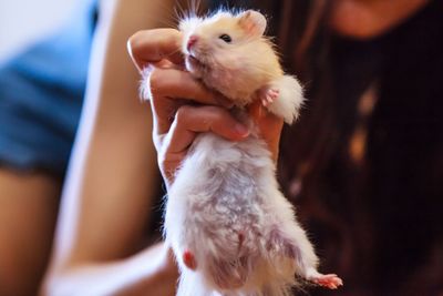 Cute Fluffy Exotic Young Orange White Syrian Golden...