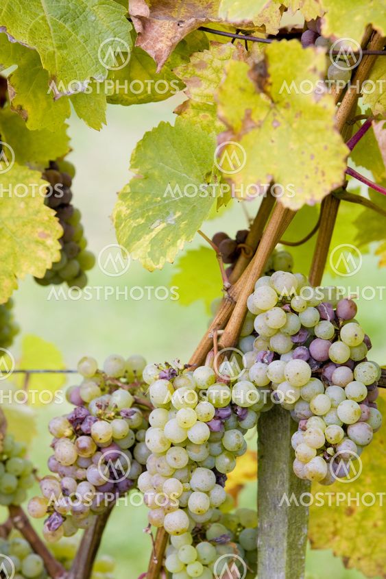 grapes (Weiser Riesling), Germany