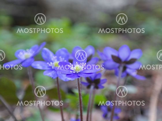 Wild blue flowers