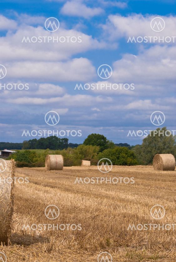 Straw Harvest
