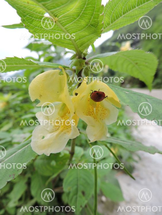 Botanical Plants Flowers