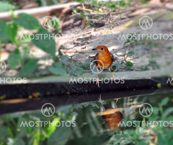 Orange-headed Thrush, watching it's surrounding before a drink