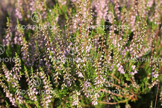 Blooming heather