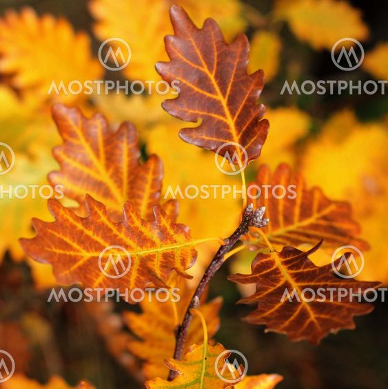 Close up of autumn leaves