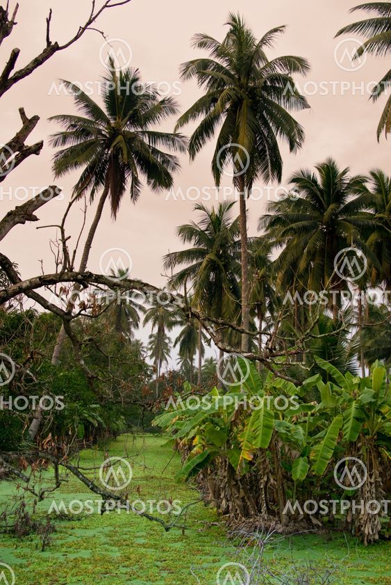 Banana tree and coconut tree