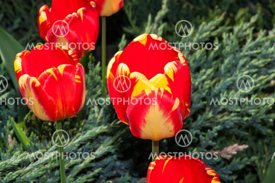 Yellow-red tulips