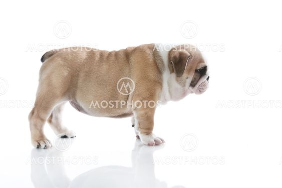 English bulldog puppy isolated