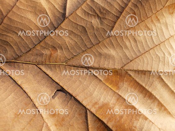 torra löv på texturerade papper