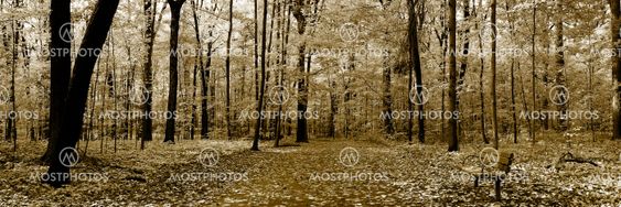 Panoramic Landscape