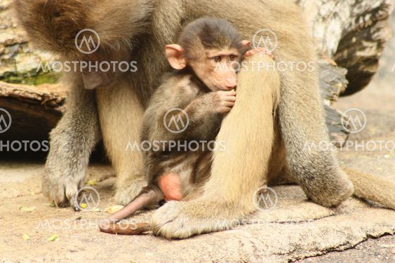 Baboon