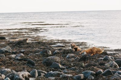 beautiful sea lions lying on rocky seashore in iceland