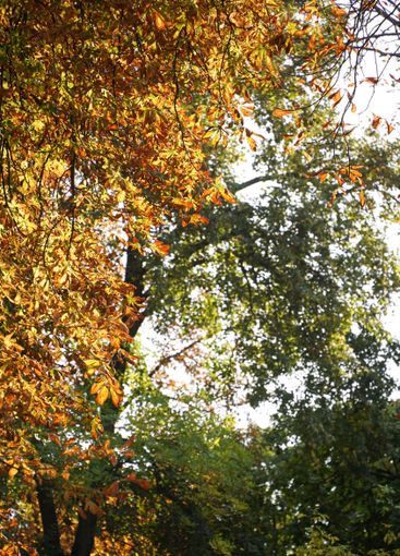 Yellow and brown chestnut leaves with natural light...