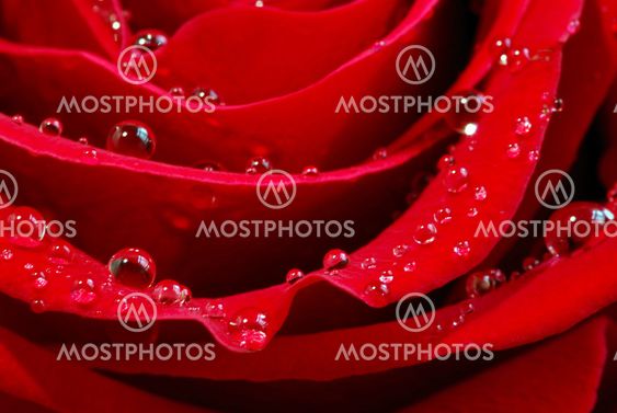 Red rose