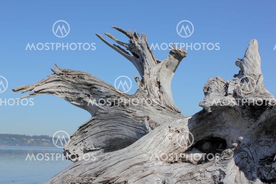 Driftwood on beach
