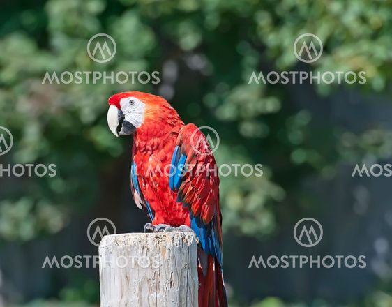 Macaw rød papegøje portræt