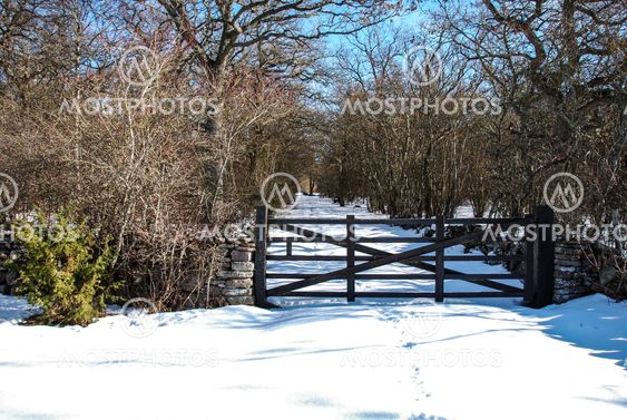 Gate into the forest