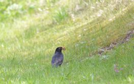European blackbird (male) sitting on the grass eating a...